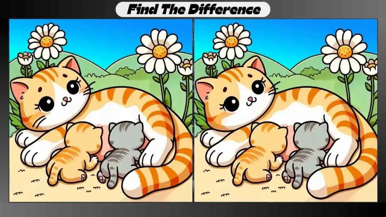 Spot the Difference Game Find 3 Differences in Cat Pictures in 15 Seconds